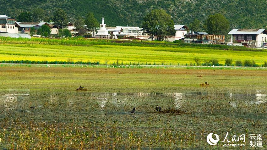 納帕海成為鳥類遷徙停留地。呂昊辰攝