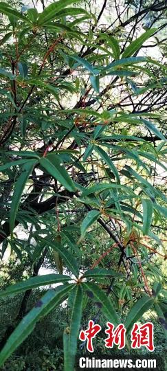 被稱為植物界“大熊貓”的五小葉槭植物。　康定市委宣傳部供圖