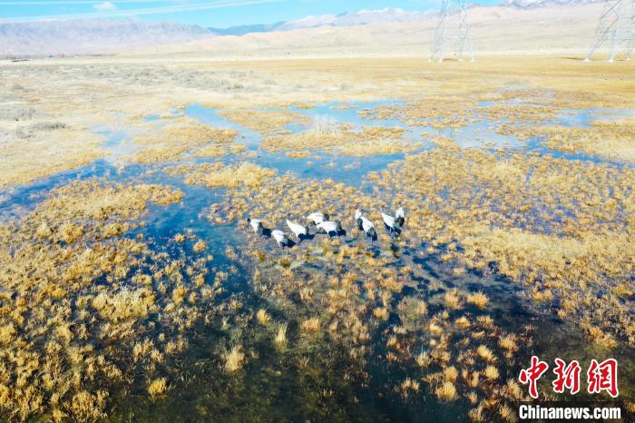 圖為一群黑頸鶴在濕地中央行走。　卡美燕 攝