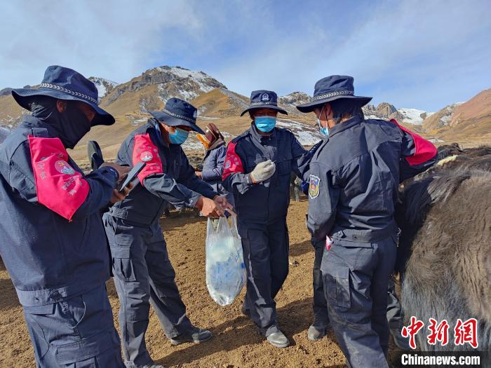 圖為義警隊(duì)員協(xié)助工作人員為牦牛接種疫苗?！∏嗪９逯莠斍呖h公安局下大武派出所供圖