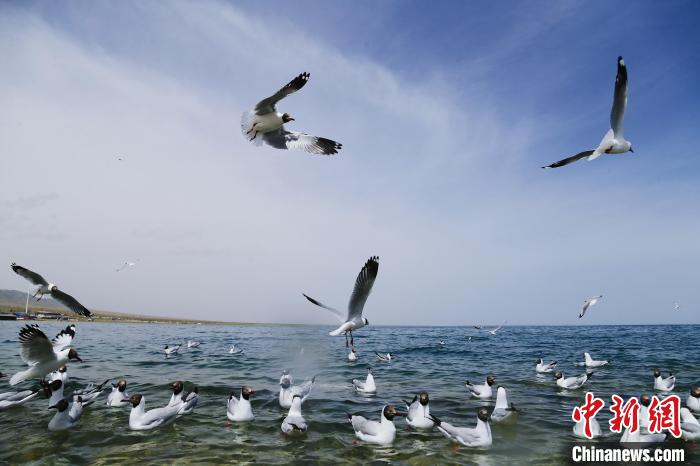 圖為水鳥在青海湖飛翔。　馬銘言 攝