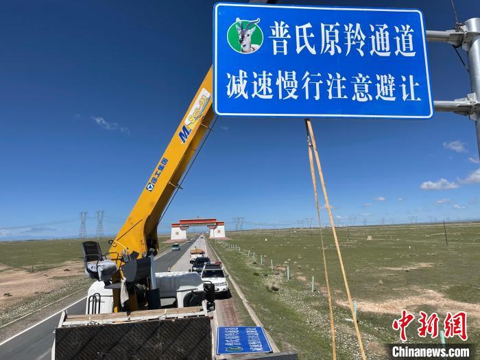 圖為青海省海北州剛察縣設(shè)立的普氏原羚通道警示牌?！∏嗪Ｊ『１敝萑嗣駲z察院供圖