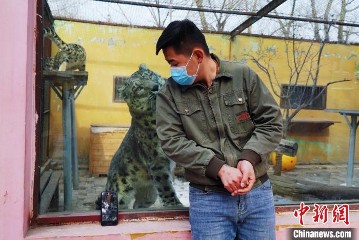圖為雪豹“奶爸”史壽軍直播休息時與雪豹互動?！●R銘言 攝