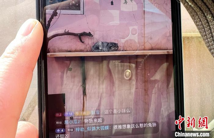 圖為雪豹“奶爸”史壽軍正在直播?！●R銘言 攝