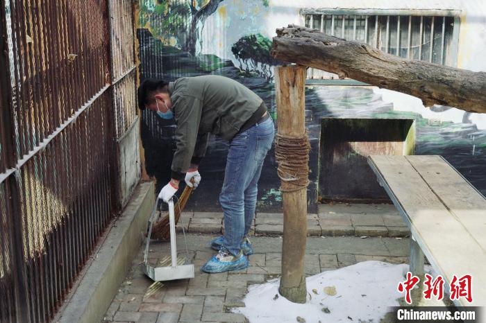圖為雪豹“奶爸”史壽軍正在打掃豹館衛(wèi)生?！●R銘言 攝
