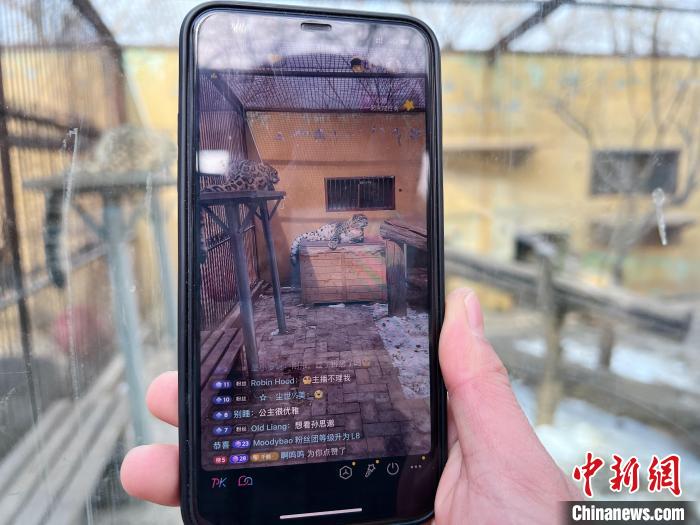 圖為雪豹“奶爸”史壽軍正在直播?！●R銘言 攝
