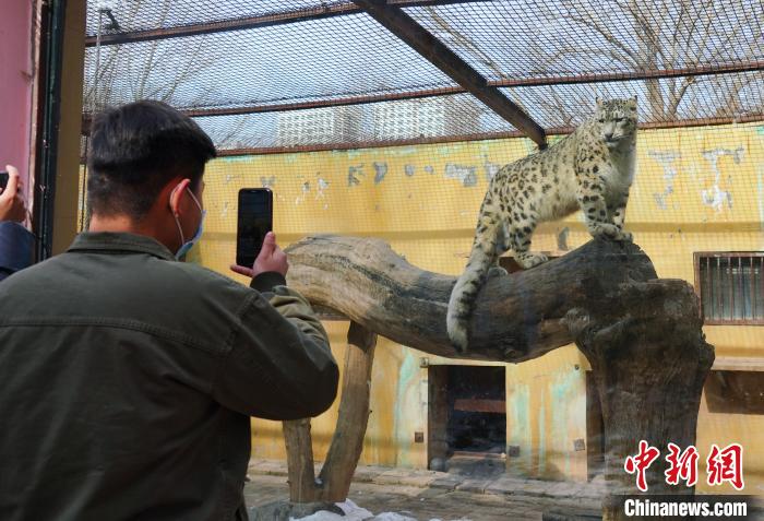圖為雪豹“奶爸”史壽軍正在直播?！●R銘言 攝