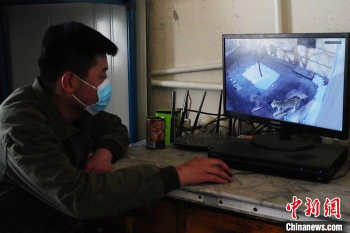 圖為雪豹“奶爸”史壽軍通過監(jiān)控察看雪豹情況?！●R銘言 攝