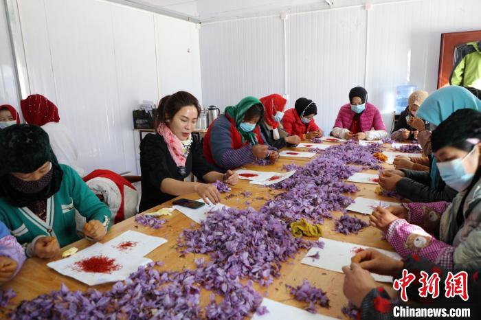 中國(guó)高原最大藏紅花種植基地落戶(hù)柴達(dá)木盆地