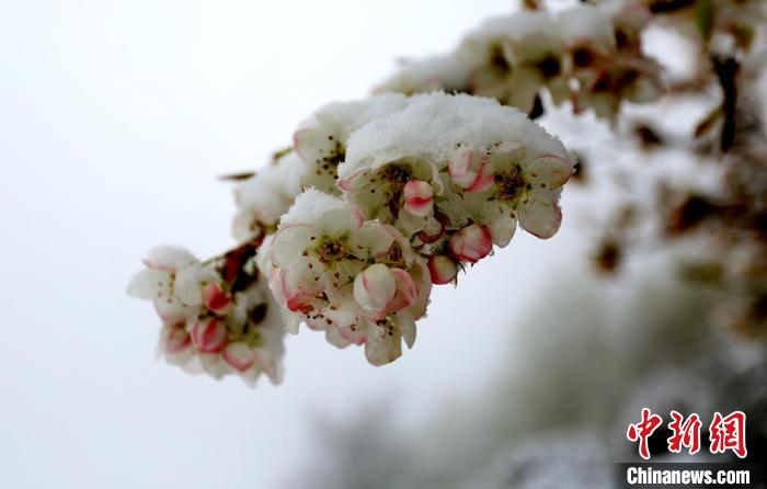 花兒被冰雪覆蓋?！±钣腊?　攝