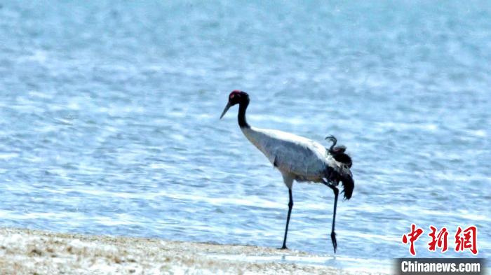 圖為黑頸鶴在青海湖畔散步?！《砣詹囟?攝