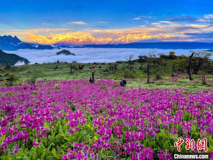 春天的牛背山花海?！∮稳仄?攝