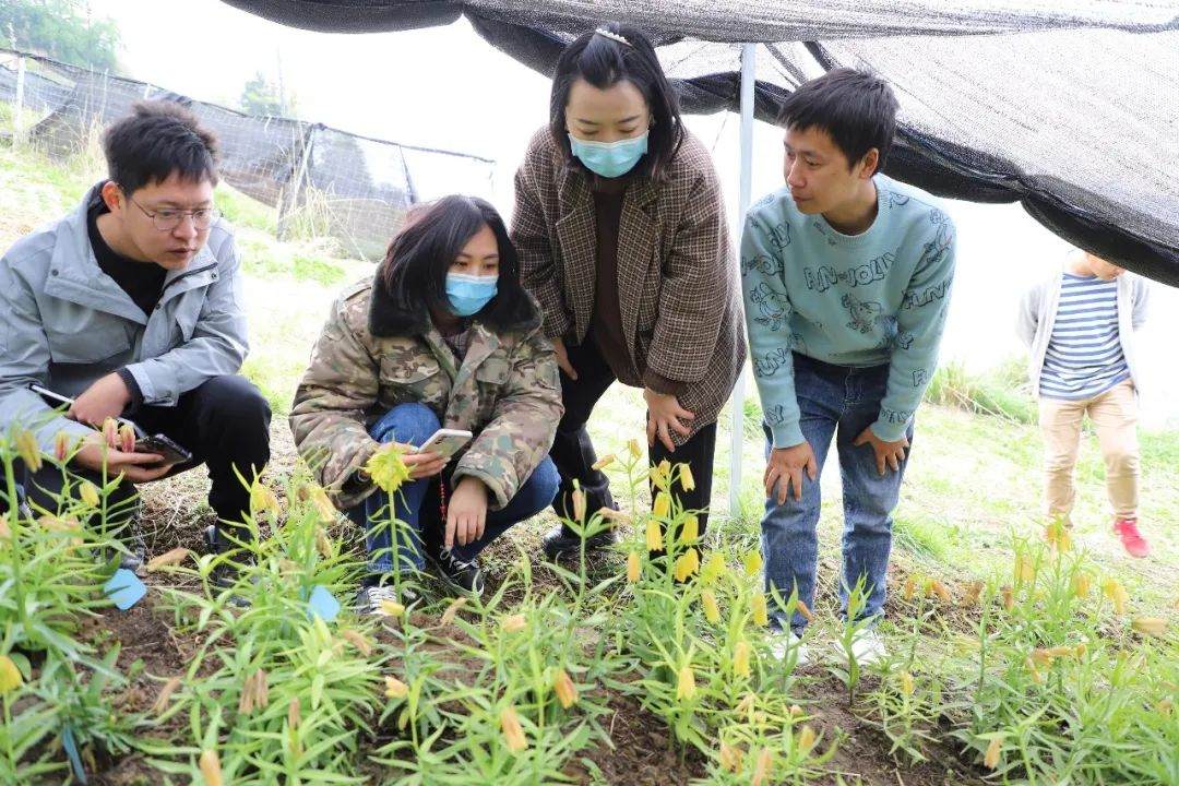 彭州對口支援工作組隊項目組查看瓦布貝母種植情況。彭州市宣傳部供圖