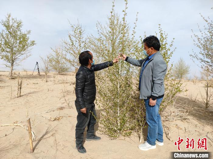 柴達木盆地的護林員：守護，只為那一片綠