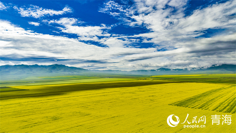 油菜花海。人民網(wǎng) 張皓芃攝