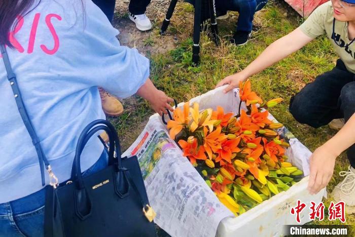 村民采摘百合花?！∪捞量h委宣傳部供圖