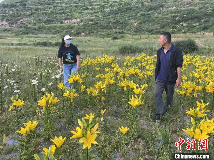 村民采摘百合花。　壤塘縣委宣傳部供圖
