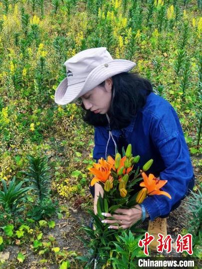 村民采摘百合花?！∪捞量h委宣傳部供圖