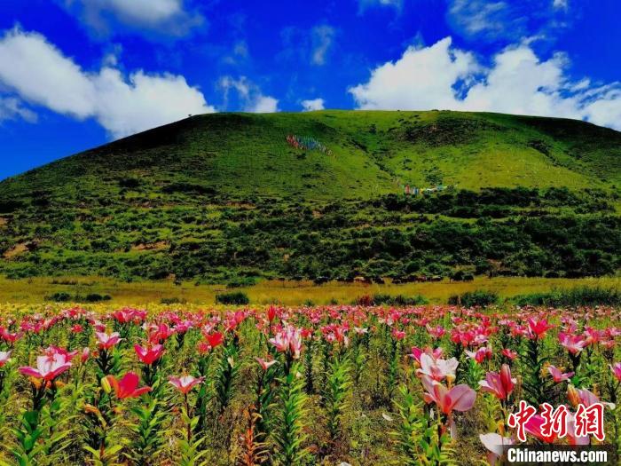 近百畝百合花競(jìng)相開放，景色誘人?！∪捞量h委宣傳部供圖