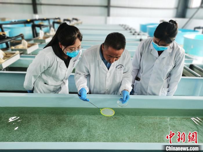 圖為工作人員檢查魚(yú)苗?！?zhí)砀?攝