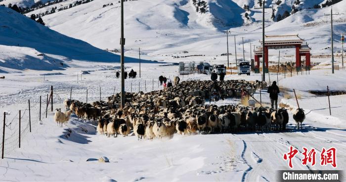 圖為村民在雪地上放牧?！《继m縣融媒體中心供圖