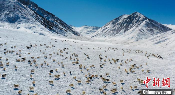 圖為羊群在雪地里覓食?！《继m縣融媒體中心供圖