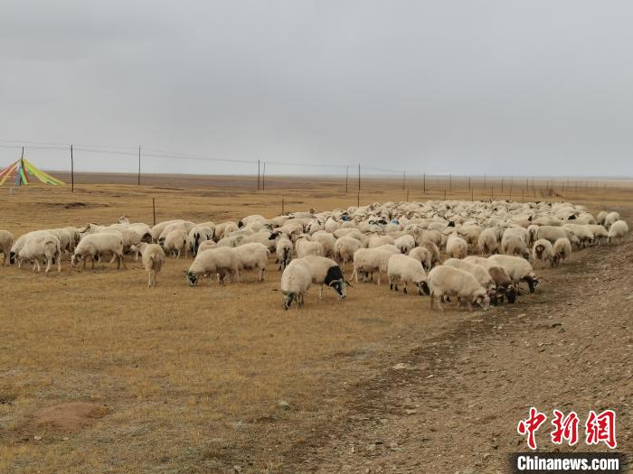 圖為瑪多藏羊?！‖敹嗫h委宣傳部 供圖