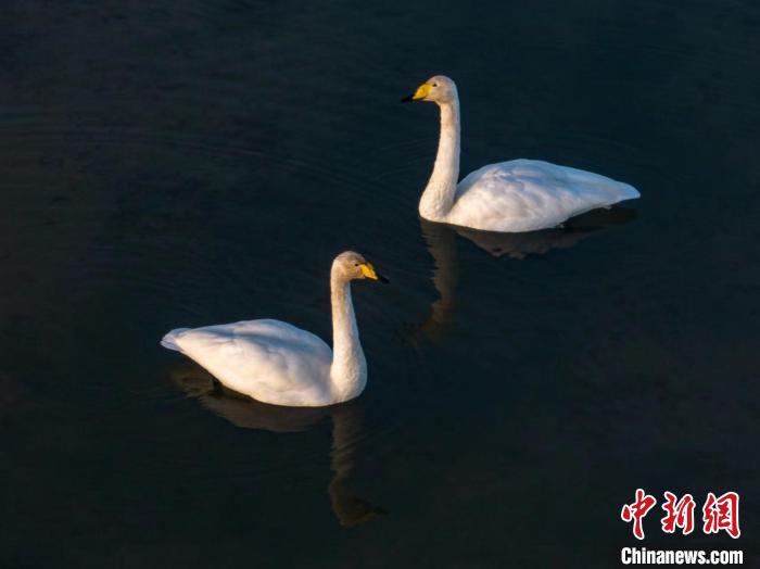 圖為兩只天鵝在湖中游蕩?！『螁⒔?攝