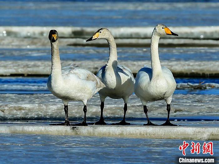 圖為三只天鵝在湖面上曬太陽?！『螁⒔?攝