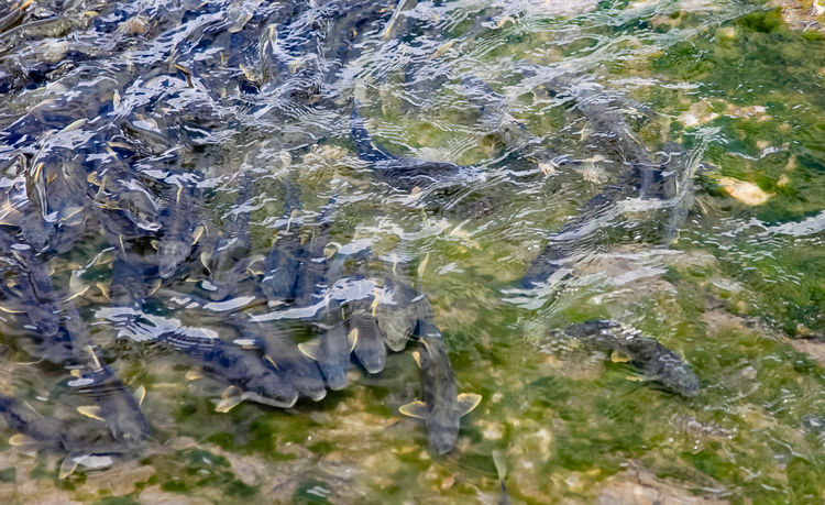 青海湖裸鯉（湟魚(yú)）洄游。周元峰攝