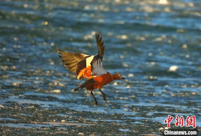 圖為赤麻鴨貼著水面飛行?！“兹斩〔冀?攝