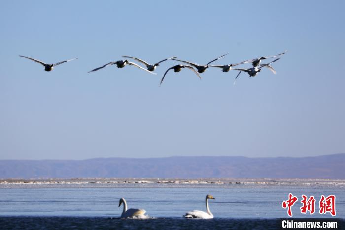 圖為大天鵝在青海湖上空飛翔?！●R怡睿 攝