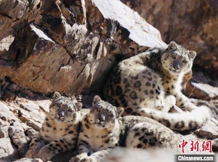 青海都蘭：雪豹、兔猻等多種珍稀野生動物亮相