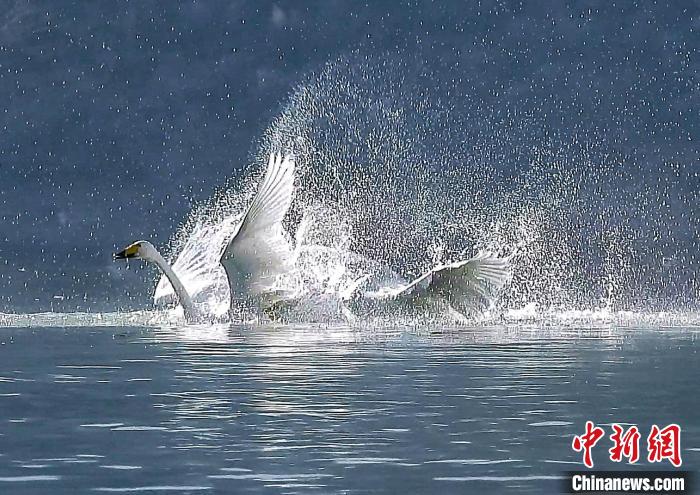 圖為大天鵝在水中嬉戲?！?yán)桉 攝
