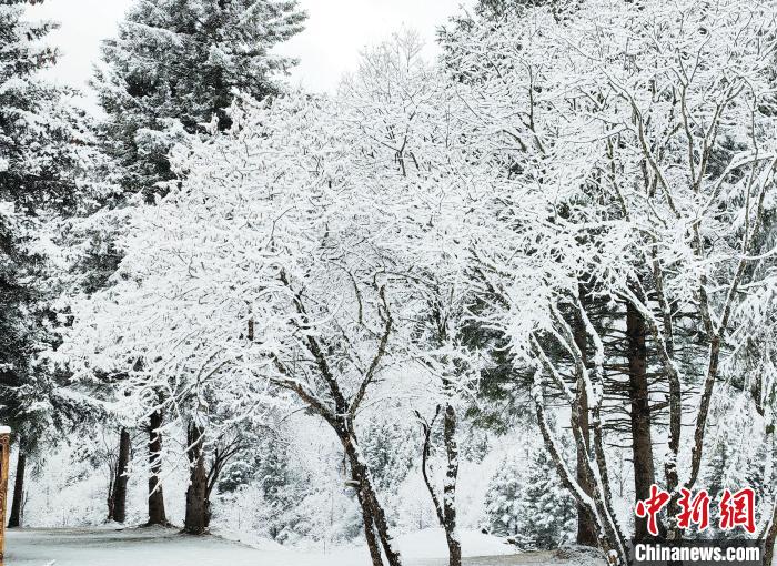 大熊貓國家公園王朗片區(qū)春雪如畫，宛若仙境?！×_春平 攝