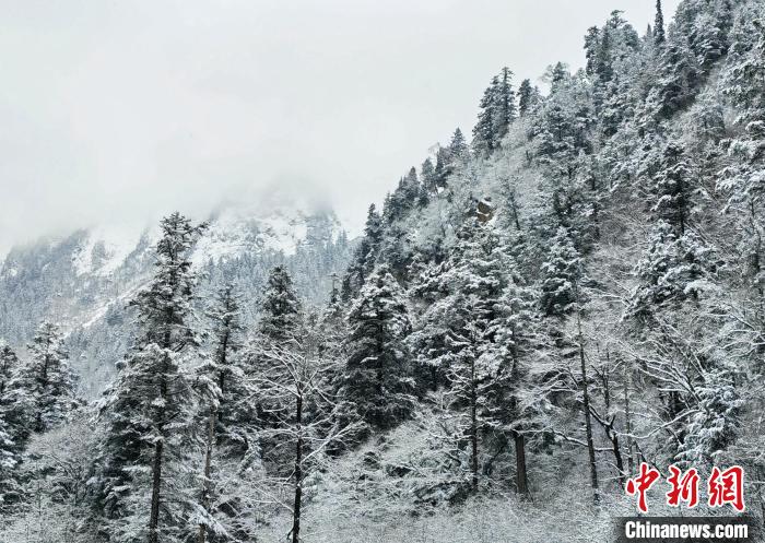 大熊貓國家公園王朗片區(qū)春雪如畫，宛若仙境?！×_春平 攝