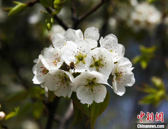 圖為盛開的梨花?！∑钤鲚?攝