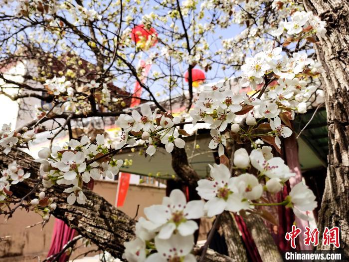 青海尖扎噶達莊園：百年“后花園”梨花盛開，舉目皆春色