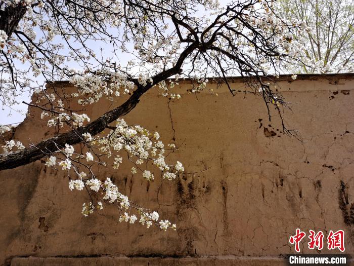 圖為一面土墻旁邊的梨花。　張?zhí)砀?攝