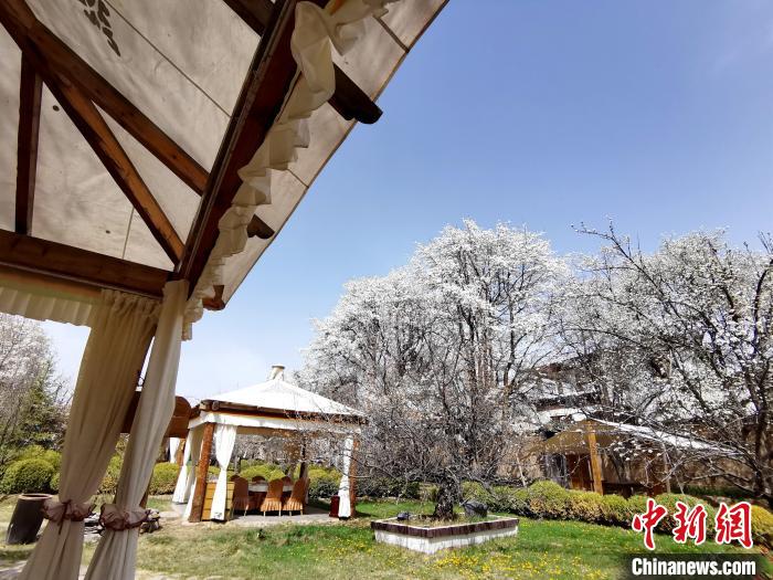 圖為梨花?！?zhí)砀?攝