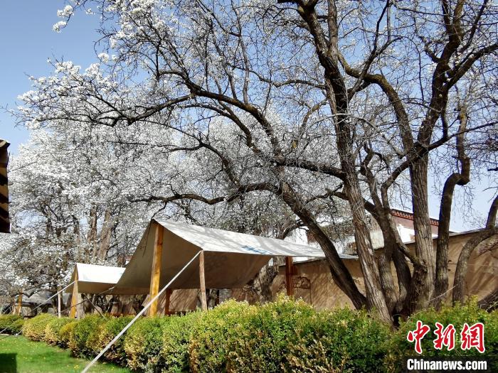 圖為尖扎噶達莊園內(nèi)的梨花?！?zhí)砀?攝