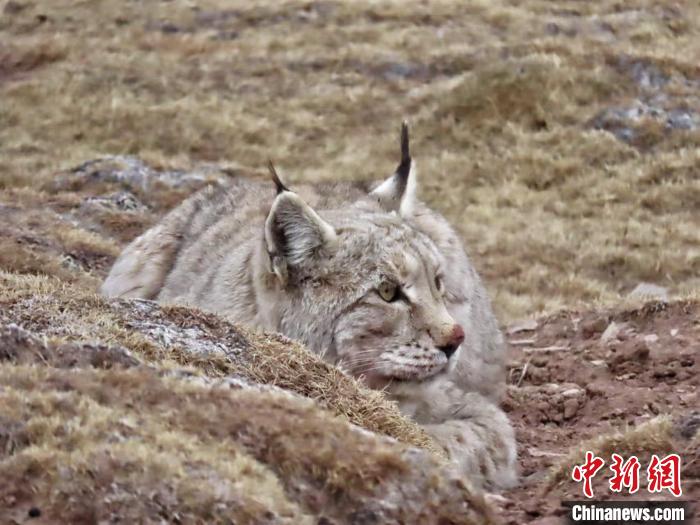 “自帶wifi的旅行家”猞猁現(xiàn)身三江源國(guó)家公園
