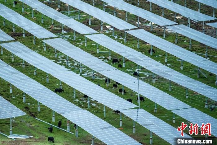 柯拉光伏板距地面高度超過1.8米，可滿足植被生長需要，又能保障牛羊放牧空間，實現(xiàn)“牧光”互補?！⒅铱?攝