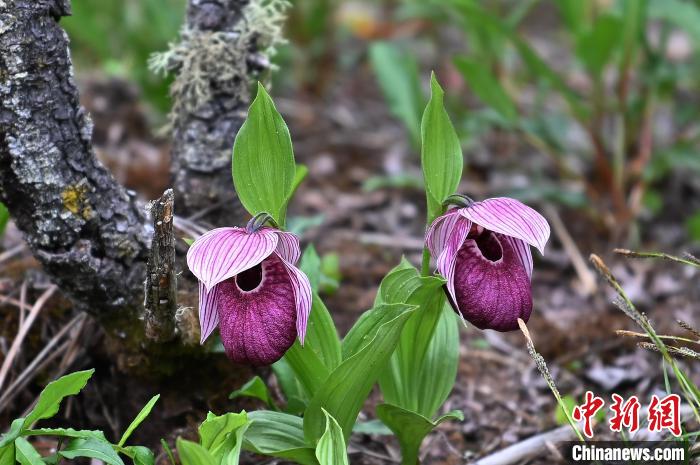 黃龍景區(qū)高山蘭花盛開?！“苍?攝