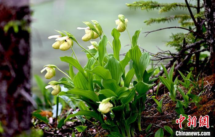 黃龍景區(qū)高山蘭花盛開?！“苍?攝