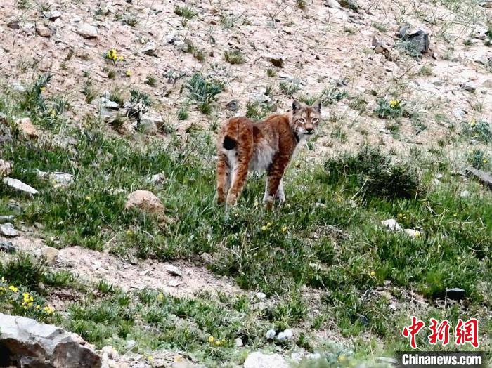 圖為猞猁回眸?！∠蛭能?攝