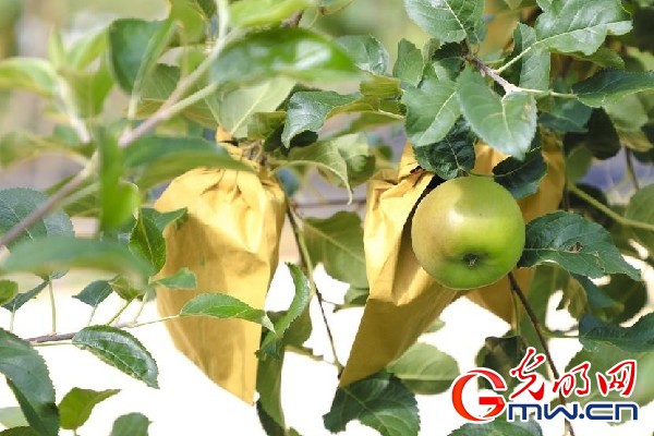 我們的家園｜小蘋果帶動大產(chǎn)業(yè)，帶你看看這座阿壩州小村的鄉(xiāng)村振興新模式