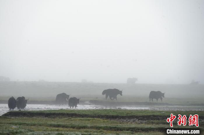 圖為成群牦牛在草灘上戲水漫步，宛如靜美水墨畫。　馬銘言 攝