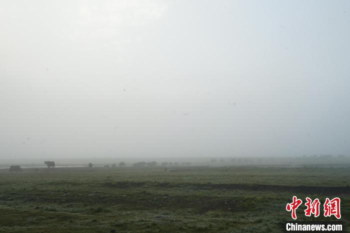 圖為成群牦牛在草灘上覓食、漫步，宛如靜美水墨畫?！●R銘言 攝