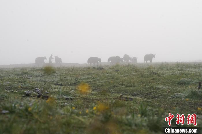 圖為成群牦牛在草灘上覓食、漫步，宛如靜美水墨畫。　馬銘言 攝